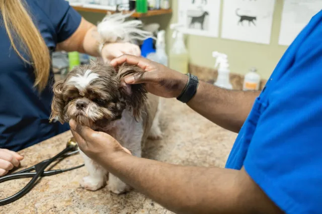 Vet examining a dog