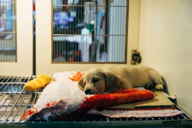Pet boarding