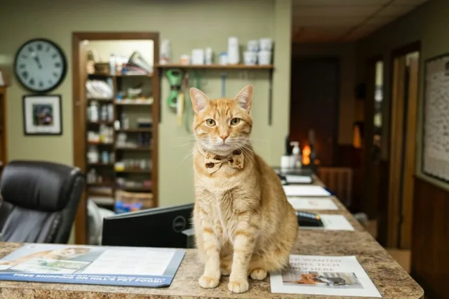 Preventative veterinary care